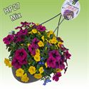 Bild von Hp27 multi mix bejeweld new